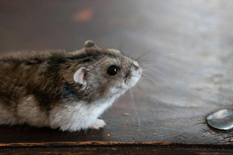 ameliorer esperance de vie hamster