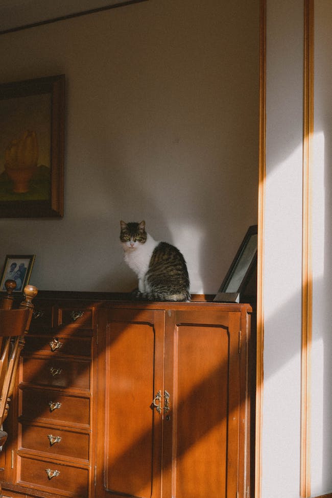 empecher chat monter sur meuble