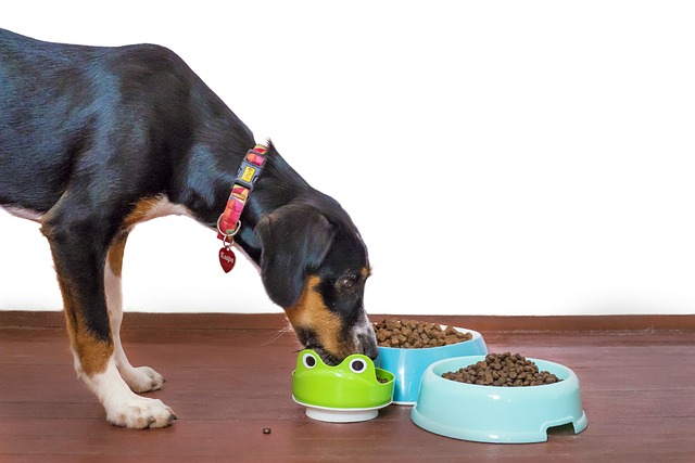 qualite nutritionnelle croquette chien