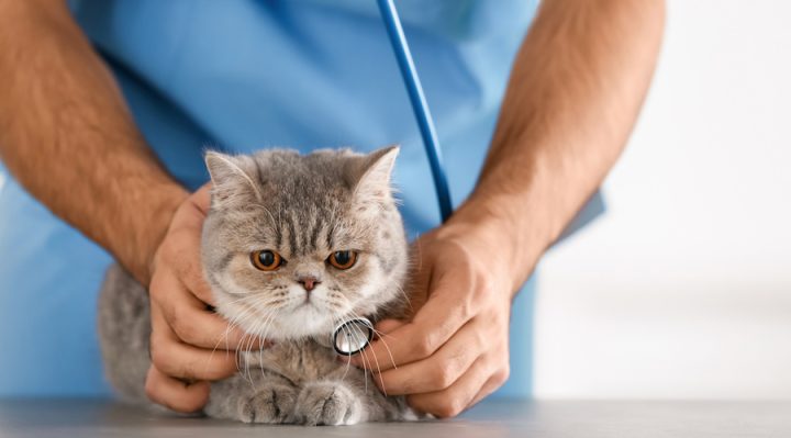 veterinaire chat