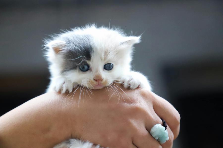 apprendre proprete chaton