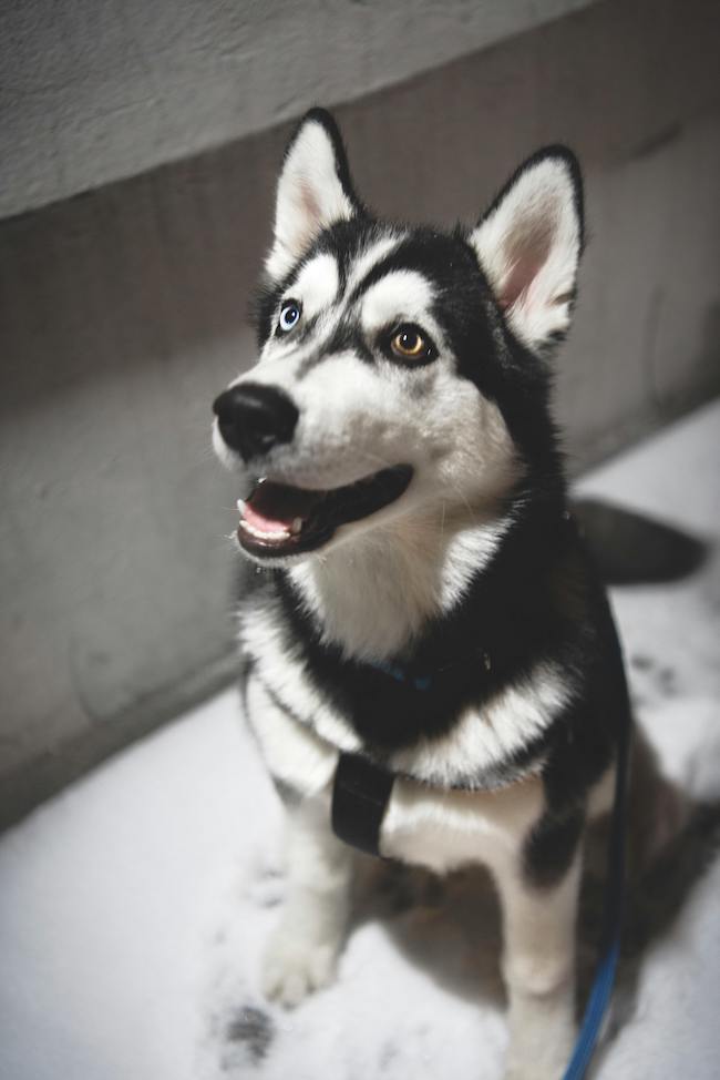 husky caractere