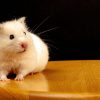 maladie oeil hamster