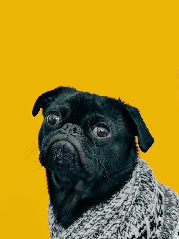 Combien de temps un chien se souvient-il