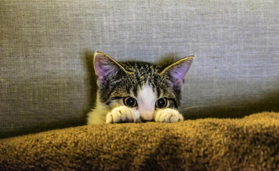 Comment utiliser l'herbe à chat