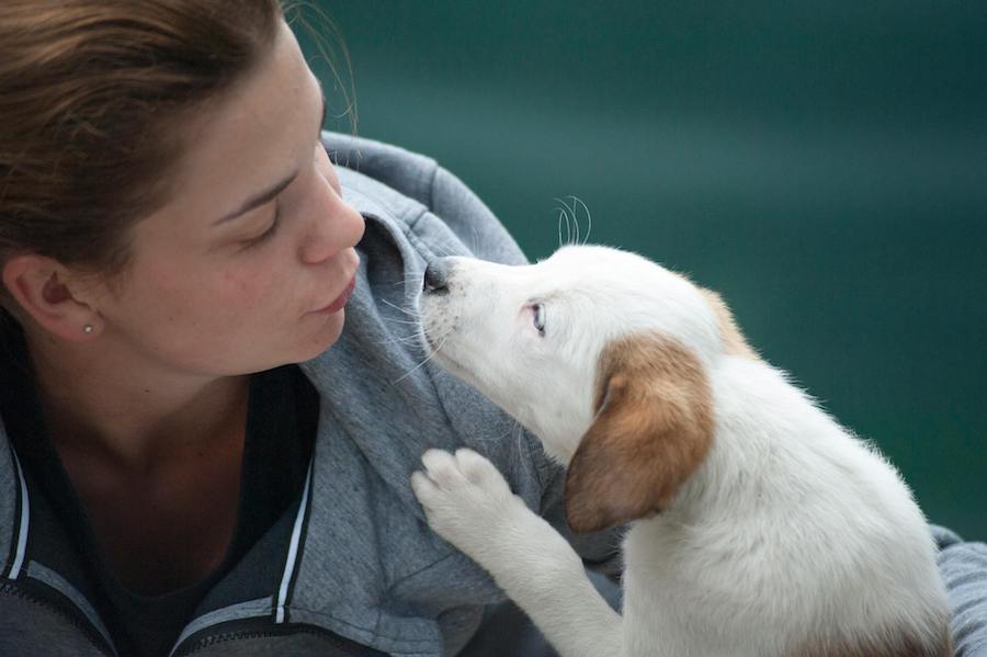 chiot calin museau