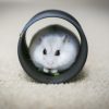 choisir jouet pour hamster
