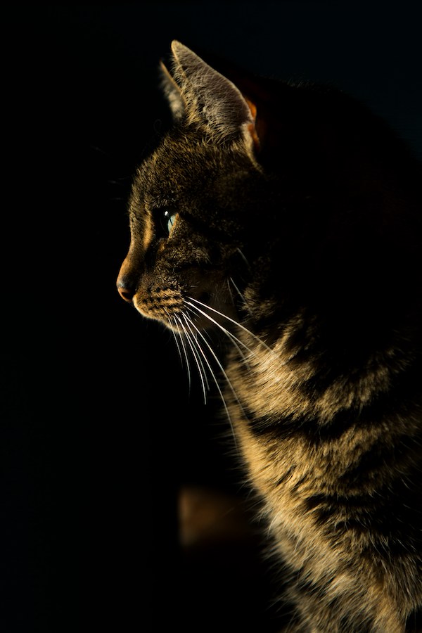 eviter etouffement chat