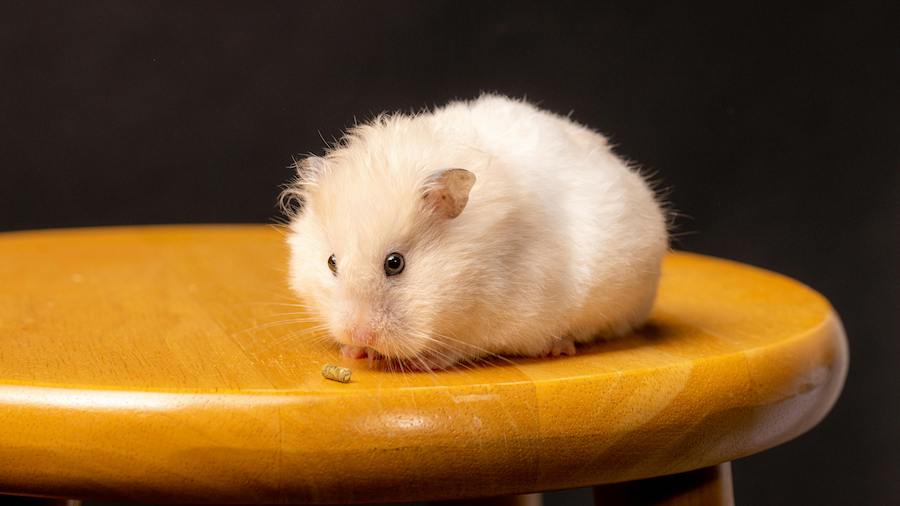 hamster nain russe hiver