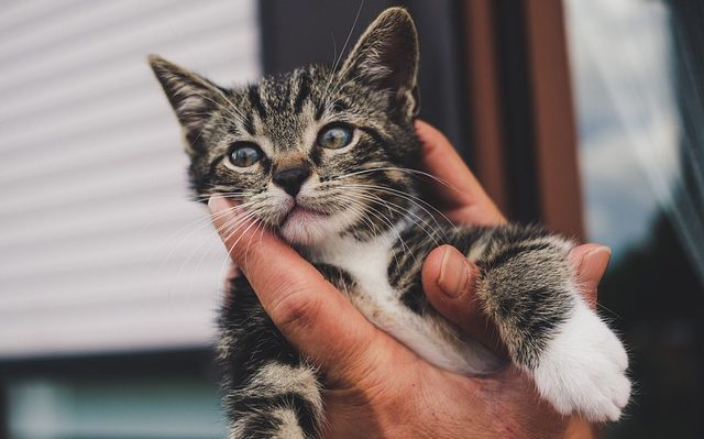 age chaton traitement puces