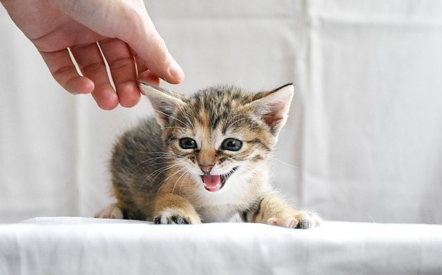 frequence chaton veterinaire
