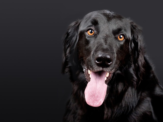 chiens qui demandent affection