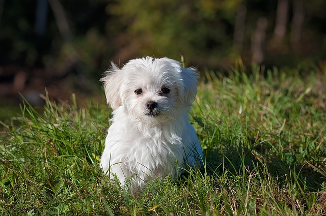empecher chien manger herbe