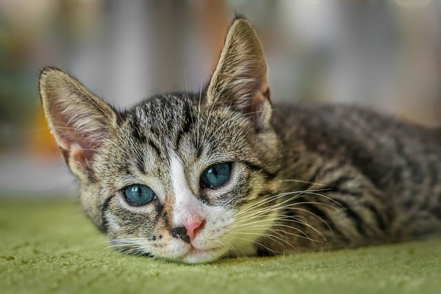 mutuelle chaton