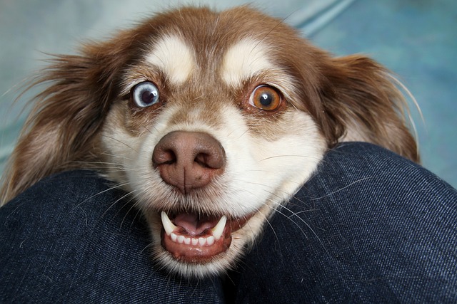 pourquoi chien zoomie