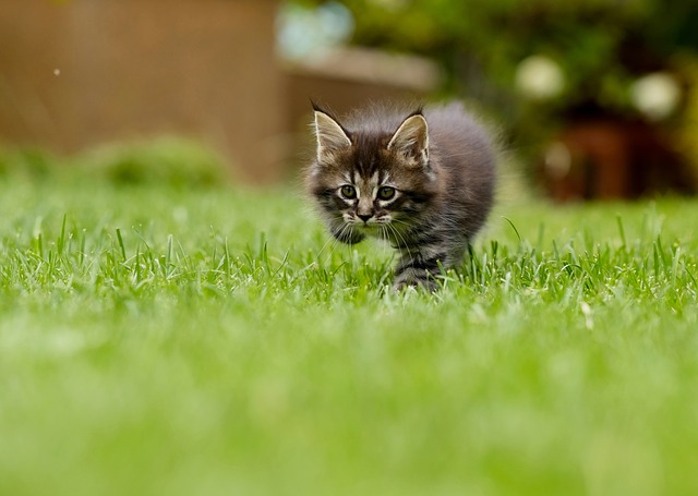 protection tique chaton
