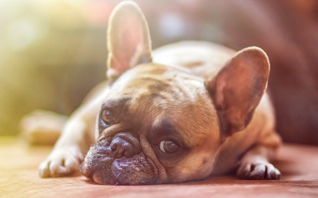 chien anxiete