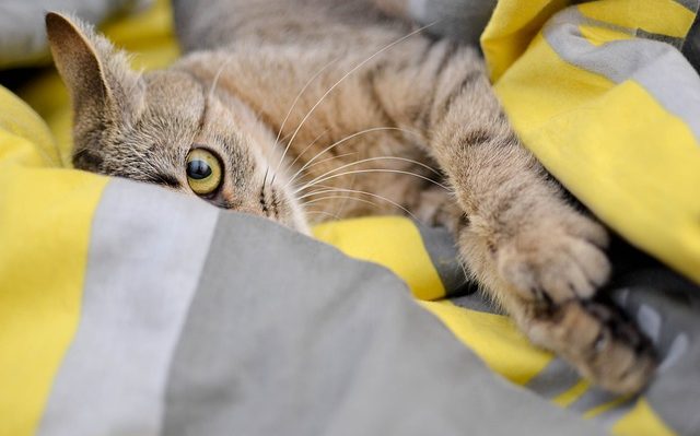 chat gratte puces