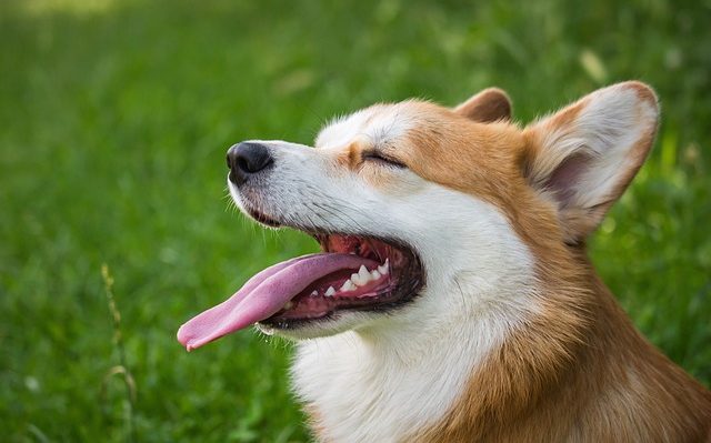 chien qui soupire