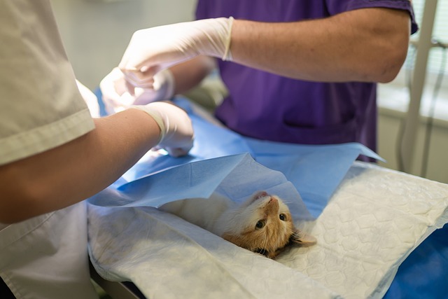 veterinaire chat operation