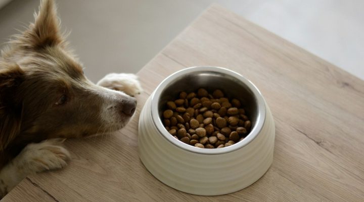 meilleure croquette pour chien